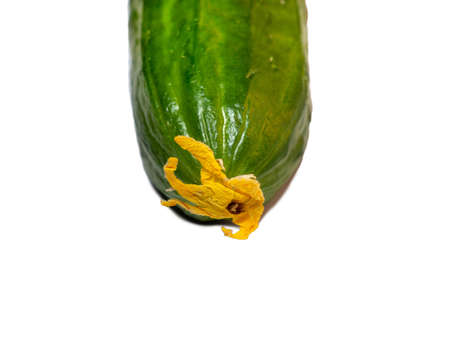 Smooth medium cucumber. Cucumber on a white background. Vegetable isolate. Fresh ripe vegetable before cooking dinner. cucumber flowerの写真素材