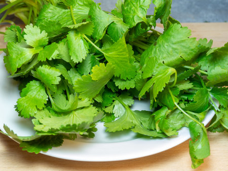 A bunch of coriander on a white plate. Useful product. Greens on the kitchen table. Vegetarian lunch...