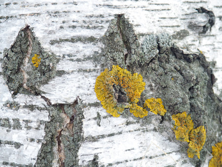 Birch bark. tree structure. background from the bark. natural pattern. Lichen on a treeの写真素材