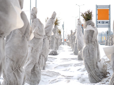 Wrapped cypresses. Landscaping. Preservation of trees in winter