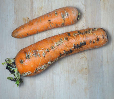Rotten sprouted vegetables on the kitchen board. Cooking. spoiled carrot. Sprouted carrot.の写真素材
