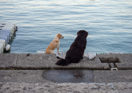 two dogs look at the sea. Pets in the urban environment. Dogs near the water. back view