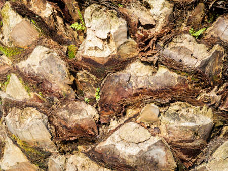 Palm bark texture. The surface of the southern tree. Background from the bark of a palm tree.の写真素材