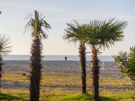 People on the spring pebble beach at sunset. Silhouettes of people on the shore. vacation on the beach. Rest on the sea. Rocky shore and palm trees. Pebble beach.の写真素材