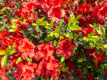 Red flowers on a bush. spring flowering. beautiful flower. red petalsの写真素材