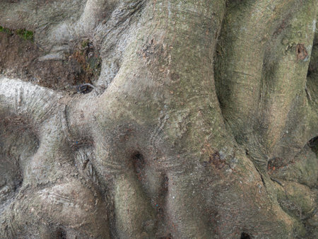 bumpy tree bark. bark structure. tree trunk close-up. Bark of trees. Botany. natural backgroundの写真素材