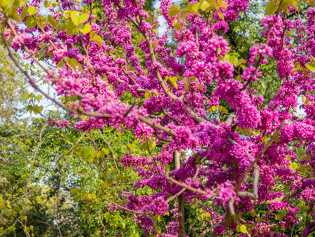 Bush of spring pink flowers. beautiful nature. spring flowering. tree in the parkの写真素材