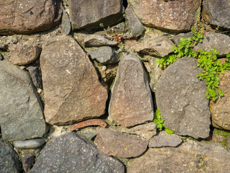 A plant on a stone wall. Plants grow on an old stone wall. old masonry. Remains of ancient...