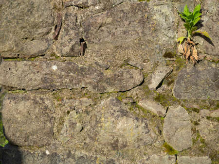 Plant on stone wall. Plants grow on an old stone wall. old masonry. Remains of ancient architecture. nature and human activityの写真素材