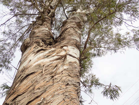tree on the seashore. Southern tree species. lonely plant. Natureの写真素材