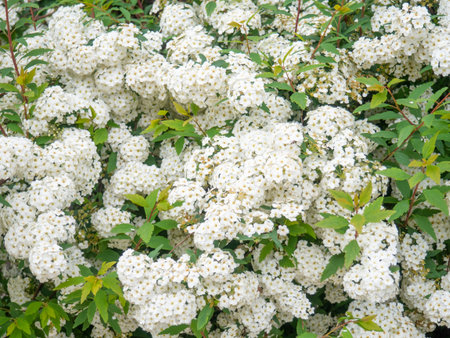 Shrub with white flowers. Spirea. spring flowering. umbrella flowers. Nature