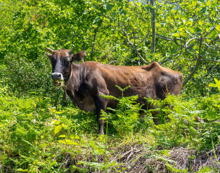The cow eats grass in the bush. the animal is grazing. nature and animals. brown cow eating. village atmosphereの写真素材