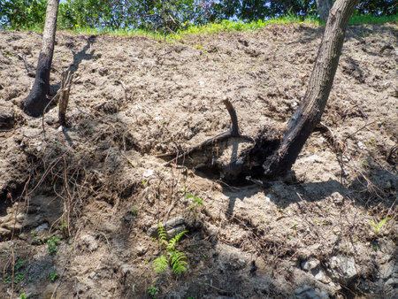 Tree roots and dry ground. Sand. earth slope. backgroundの写真素材