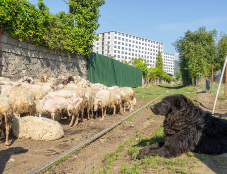 Flock of sheep. Sheep graze in the city. Cattle breeding. Shepherds with a flock. shepherd dog. The dog is watching the herd. many animalsのeditorial素材