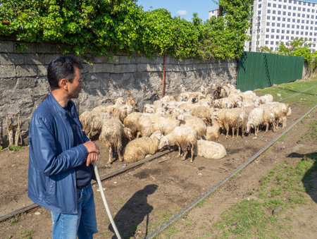 Batumi, Georgia. 11/05/2022 Flock of sheep. Sheep graze in the city. Cattle breeding. Shepherds with a flock. shepherd dog. The dog is watching the herd. many animalsのeditorial素材