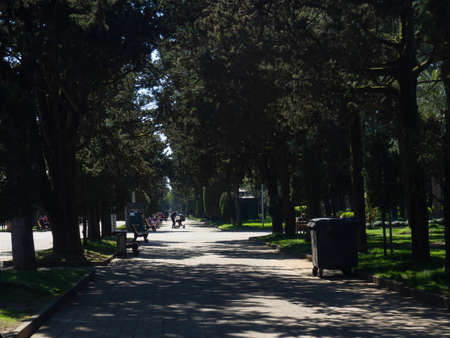 Shadows on the park alley. Quiet rest. Walk. Alley in the shade of tall treesの写真素材
