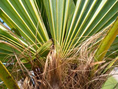 Rays of palm leaves against the backdrop of a sunny sky. tropical plants. beautiful background. Plant.の写真素材