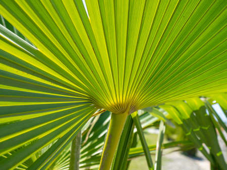 Rays of palm leaves against the backdrop of a sunny sky. tropical plants. beautiful background. Plant.の写真素材