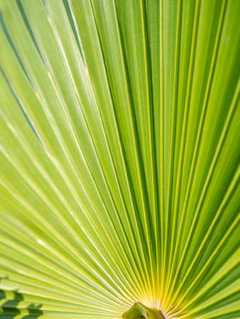 Rays of palm leaves against the backdrop of a sunny sky. tropical plants. beautiful background. Plant.の写真素材