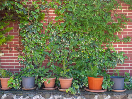 Pots and plants on the background of the wall. Red wall and ivy. Growing indoor flowersの写真素材