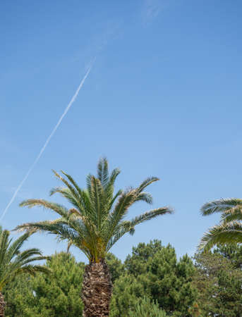 The trace of the plane in the sky against the backdrop of palm trees. beautiful place. Sky over Georgiaの写真素材