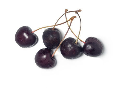 Dark cherry. Stem berry isolate. Several berries are on the table. Fresh product. Harvest from the bushの写真素材