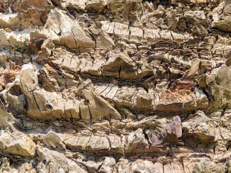 Palm bars. Pattern from the surface of deoev. Rough bark of a southern tree. natural backgroundの写真素材