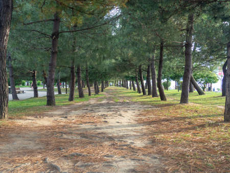 Alley in the park. path between trees. Evenly planted trees in the park.Natureの写真素材