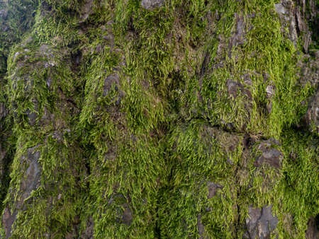 Structure of tree bark in moss. Uneven coverage. Moss on the tree. background from natural material. Bark close-up. In the woodsの写真素材