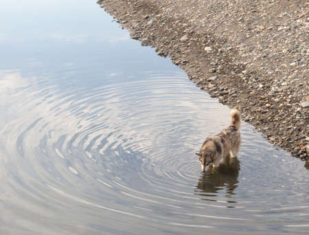 The dog went into the river and drinks. Stray dog ââat the watering hole. animal world. rocky river bankの写真素材
