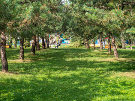 rows of trees in the park. beautiful green lawn. tree plantationsの写真素材
