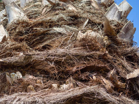 The structure of the bark of a palm tree. southern tree bark. The protective cover of the palm tree. background from natural material. Shaggy palm trunkの写真素材