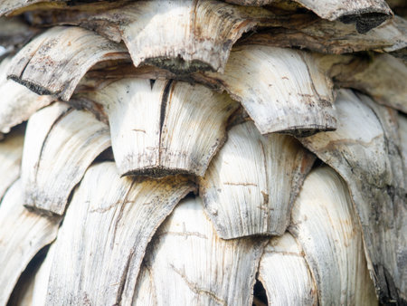 dried palm leaves. southern tree trunk. sliced palm leaves. Pattern of stumps of leaves. Nature.の写真素材