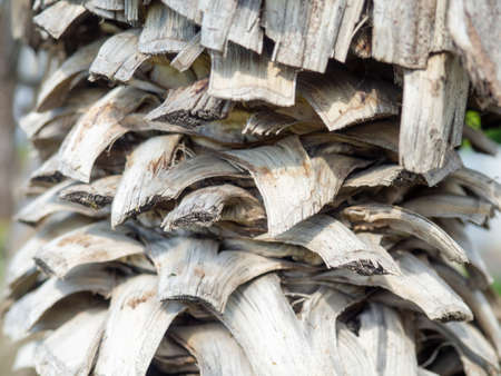 dried palm leaves. southern tree trunk. sliced palm leaves. Pattern of stumps of leaves. Nature.の写真素材