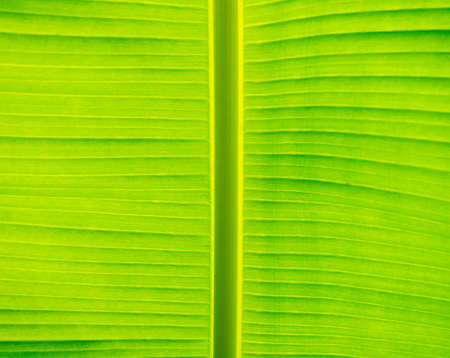 The structure of a large leaf of a southern plant. palm leaf rays. Leaf background.Green patternの写真素材