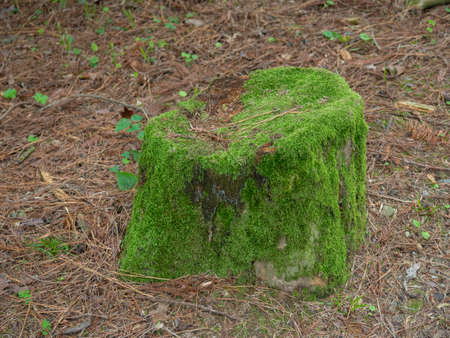 Stump from a sawn tree in moss. old cut tree. Rotting stamp. natural park. botanical gardenの写真素材