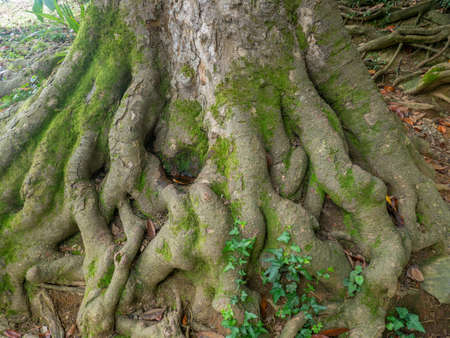 A huge old tree with intertwining roots. Powerful root system. root pattern. Part of a tree. In the botanical gardenの写真素材