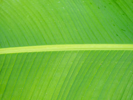 The structure of a large leaf of a southern plant. palm leaf rays. Leaf background.Green patternの写真素材