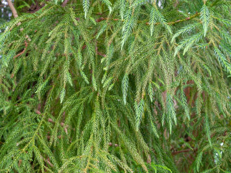 Soft branches of a coniferous tree. Thorns background. natural pattern. In the middle of the forestの写真素材