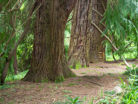 Trunks of gigantic trees. In the botanical garden. old alley. thick barkの写真素材