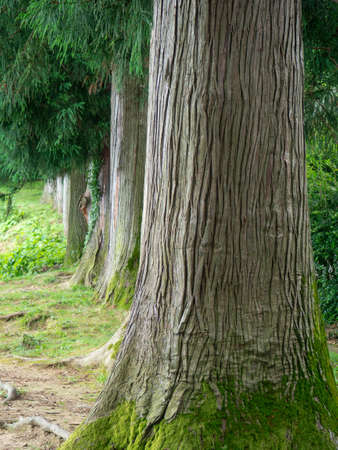 Trunks of gigantic trees. In the botanical garden. old alley. thick barkの写真素材