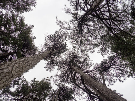 Crowns of large trees from bottom to top. Trees against the sky. rest. Lying on your back. Nature