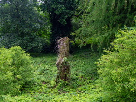 overgrown in the forest. sun tree. Big old stamp. tree trunk in green forestの写真素材