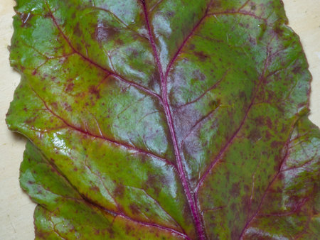 beetleaf. sheet structure. An ingredient for borscht. Greens for soup. Leaves. diet food