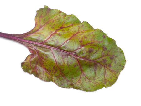 Beet leaf on a white background. Greens for soup on the table. Greenery from the garden. Cooking. Vegan food. Useful product. Vegetable ingredients for lunch. topsの写真素材