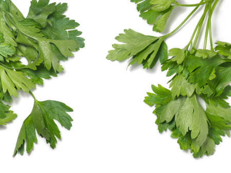 Parsley leaf on a white background. Greens for salad on the table. From the garden. Cooking. Vegan food. Useful product. vitaminized product. juicy parsleyの写真素材