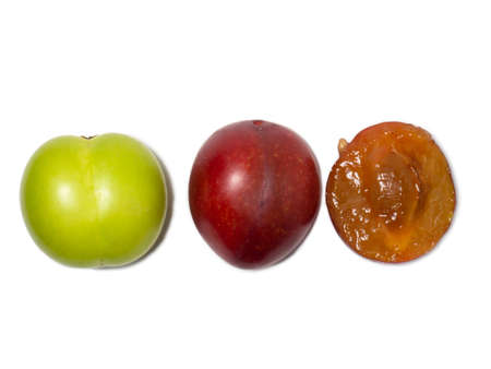 Cherry plum at different stages of maturation. Plum variety. Red and green fruits. Tkemali. Isolate of several species of the same fruitの写真素材
