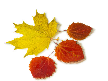 Red aspen leaves on a white background. maple yellow leaf. Ikibana. autumn atmosphere. Item from the autumn forest. autumn timeの写真素材