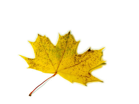 yellowed maple leaf on a white background. Ikibana. autumn atmosphere. Item from the autumn forest.の写真素材