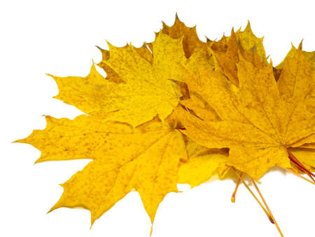 yellowed maple leaves on a white background. Ikibana. autumn atmosphere. Item from the autumn forest. Bouquet of maple leavesの写真素材